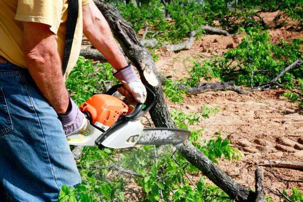 How Our Tree Care Process Works  in  Hughson, CA